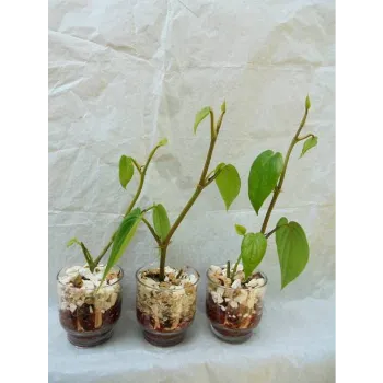 Hybrid Plant